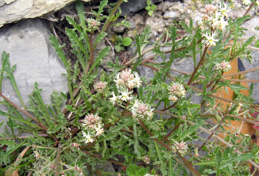 <i>Reseda phyteuma</i> L. subsp. <i>phyteuma</i>
