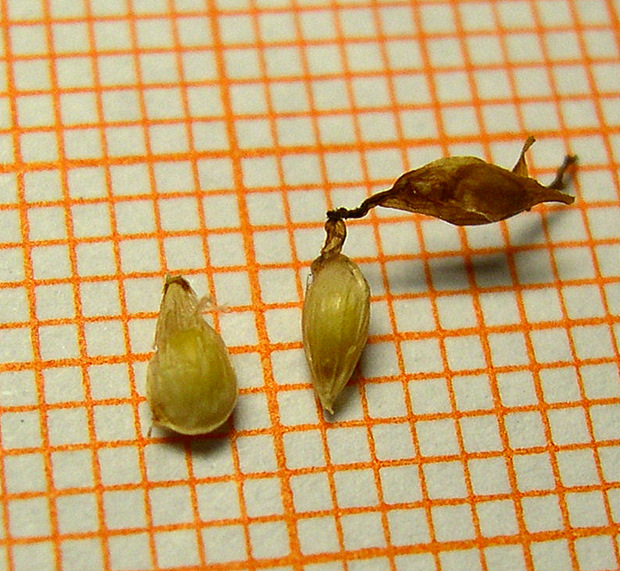 <i>Trifolium stellatum</i> L.