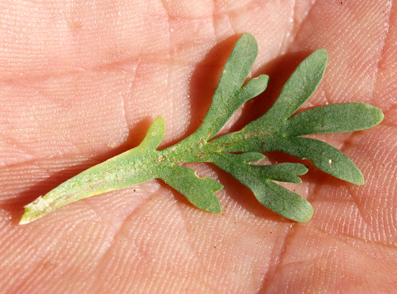 <i>Lepidium coronopus</i> (L.) Al-Shehbaz