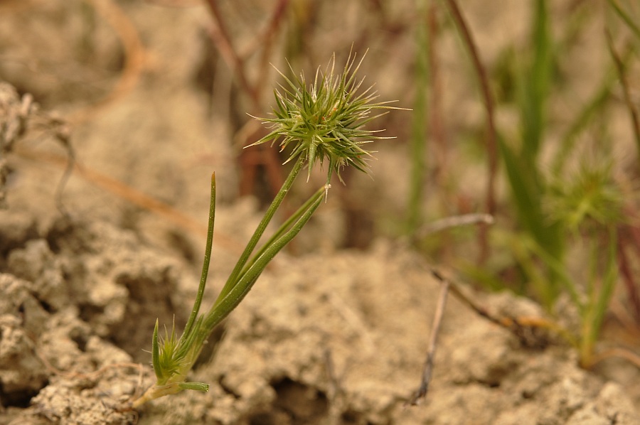 <i>Echinaria capitata</i> (L.) Desf.