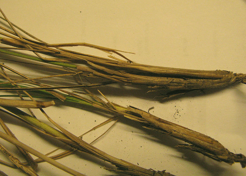 <i>Stipa eriocaulis</i> Borbás subsp. <i>eriocaulis</i>