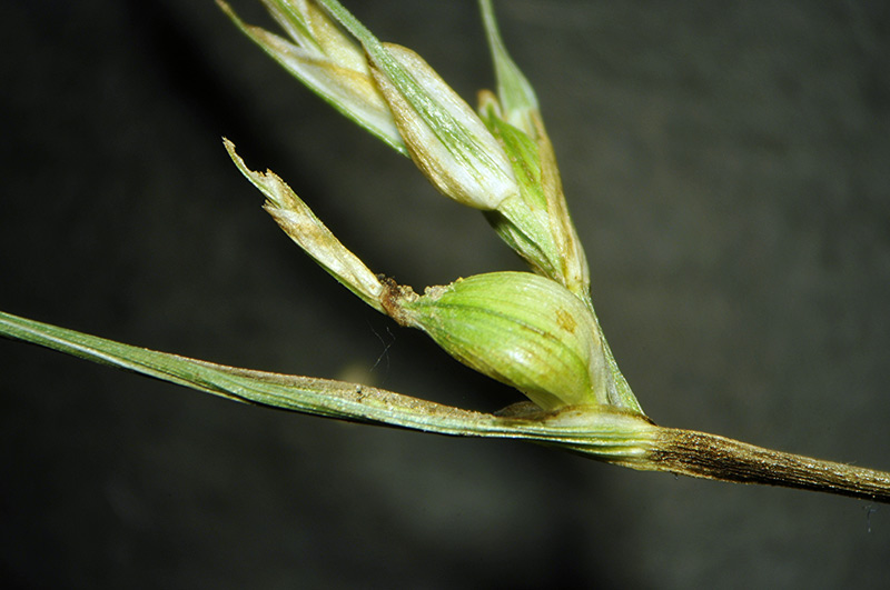 <i>Carex oedipostyla</i> Duval-Jouve