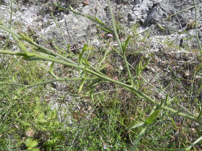 <i>Centaurea virescens</i> (Guss.) Domina & Raimondo