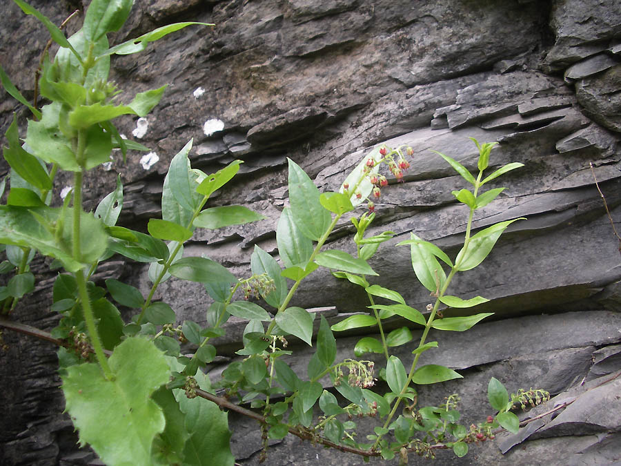 <i>Coriaria myrtifolia</i> L.