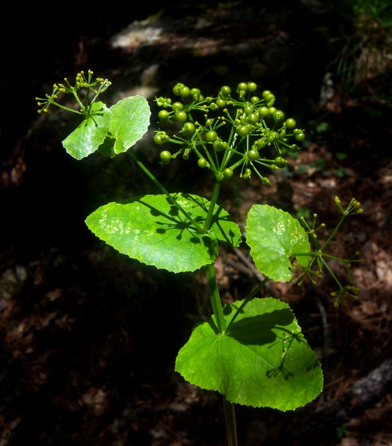 <i>Smyrnium perfoliatum</i> L. subsp. <i>perfoliatum</i>