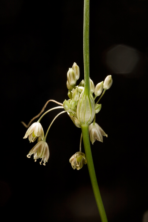 <i>Allium tenuiflorum</i> Ten.