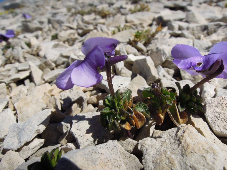 <i>Viola magellensis</i> Porta & Rigo ex Strobl