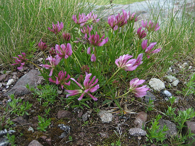 <i>Trifolium alpinum</i> L.
