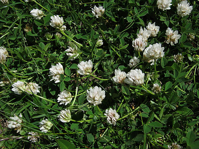 <i>Trifolium thalii</i> Vill.