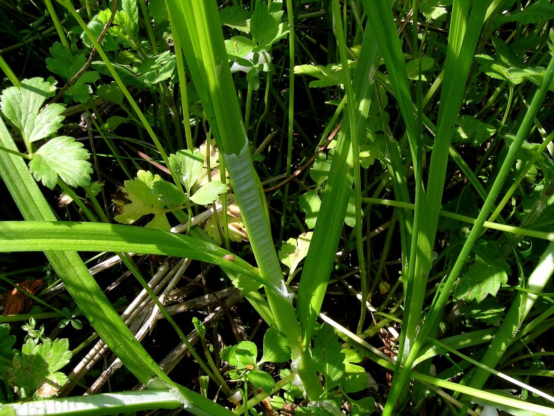 <i>Carex otrubae</i> Podp.