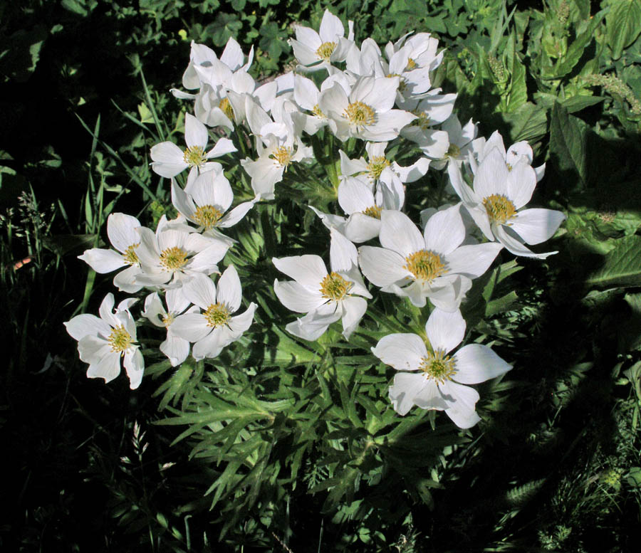 <i>Anemonastrum narcissiflorum</i> (L.) Holub subsp. <i>narcissiflorum</i>