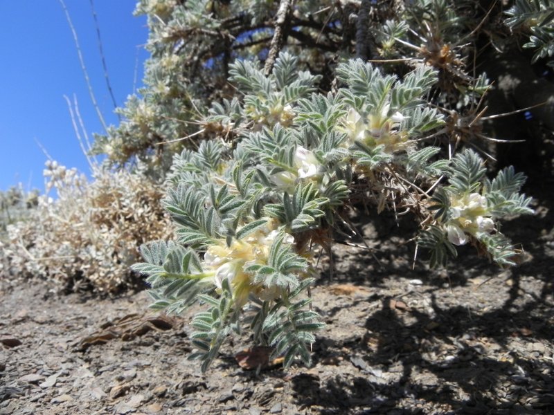 <i>Astragalus nebrodensis</i> (Guss.) Strobl