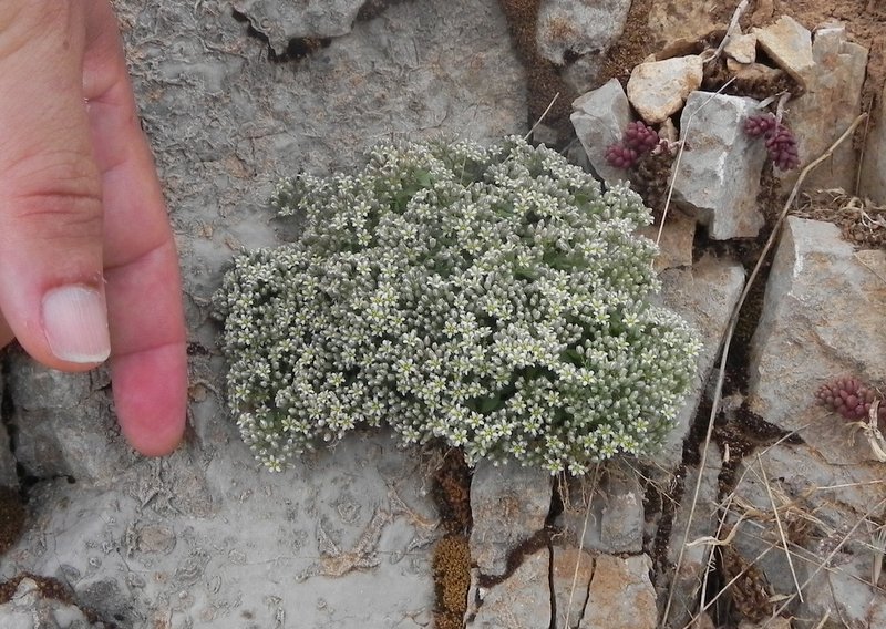 <i>Polycarpon tetraphyllum</i> (L.) L. subsp. <i>polycarpoides</i> (Biv.) Iamonico