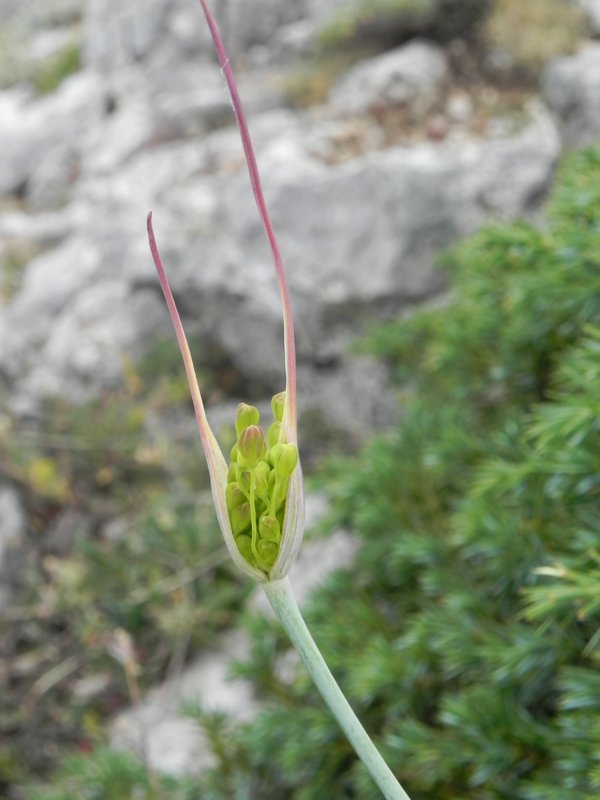 <i>Allium nebrodense</i> Guss.