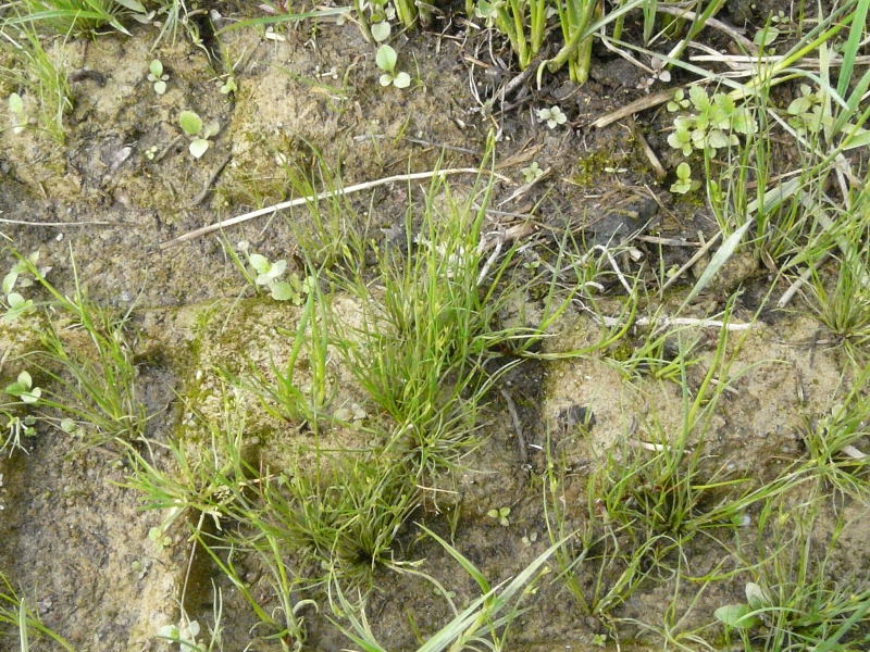 <i>Juncus tenageia</i> L.f. subsp. <i>tenageia</i>