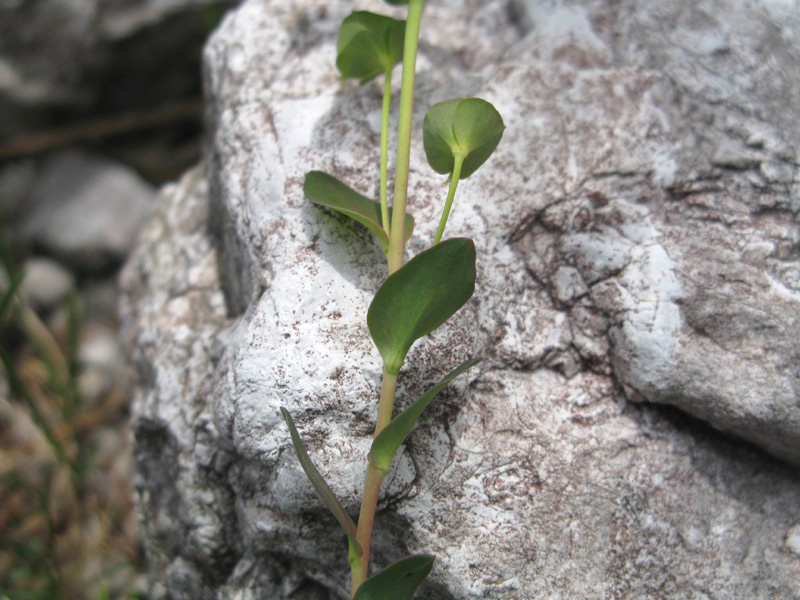 <i>Euphorbia kerneri</i> Huter