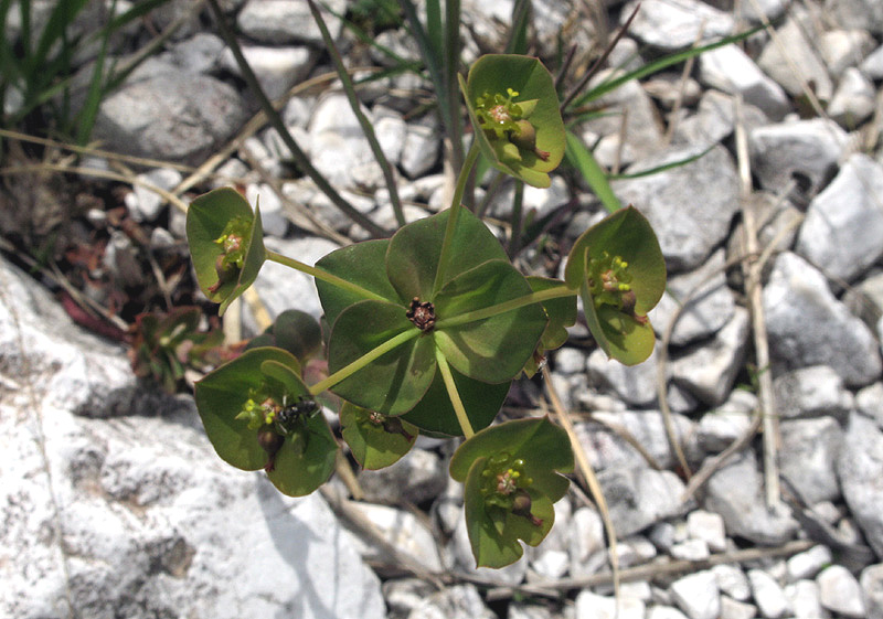 <i>Euphorbia kerneri</i> Huter