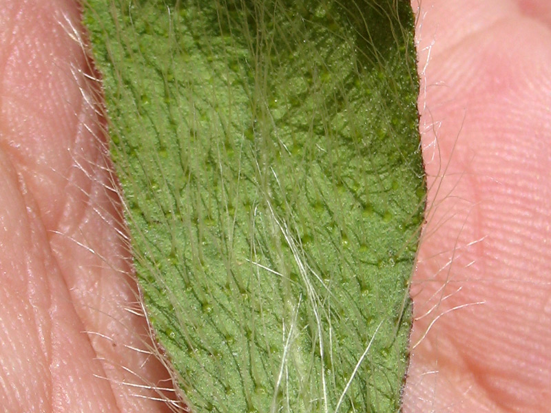<i>Pilosella cymosa</i> (L.) F.W.Schultz & Sch.Bip. subsp. <i>sabina</i> (Sebast.) H.P.Fuchs
