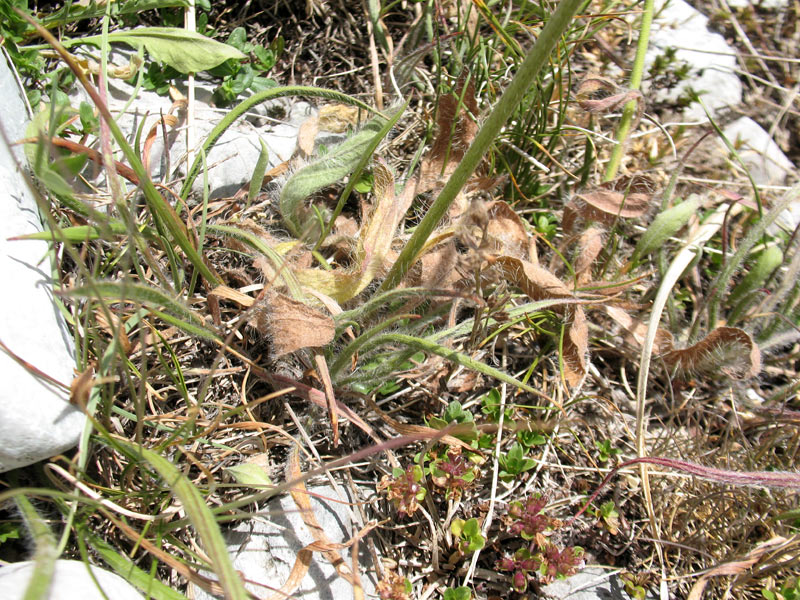 <i>Pilosella cymosa</i> (L.) F.W.Schultz & Sch.Bip. subsp. <i>sabina</i> (Sebast.) H.P.Fuchs