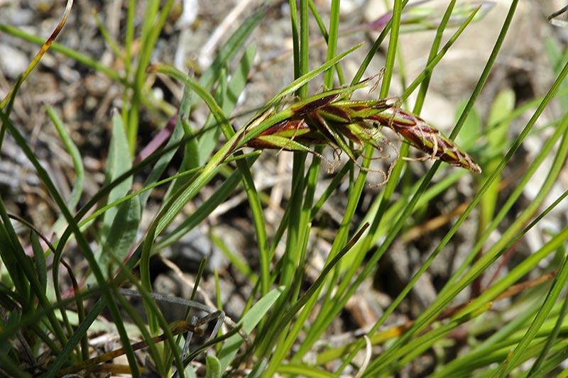 <i>Carex mucronata</i> All.