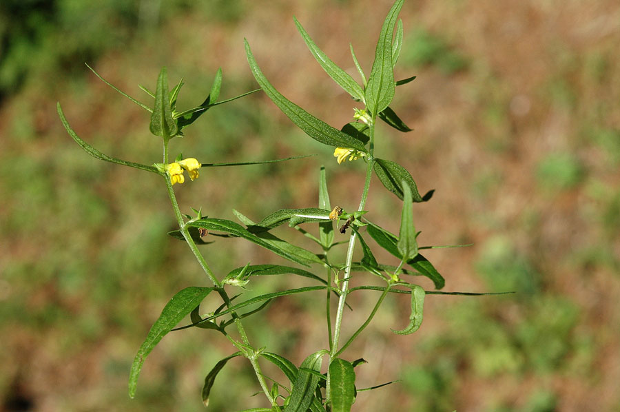 <i>Melampyrum sylvaticum</i> L. subsp. <i>sylvaticum</i>