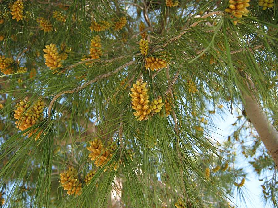 Pinus_halepensis_1.JPG