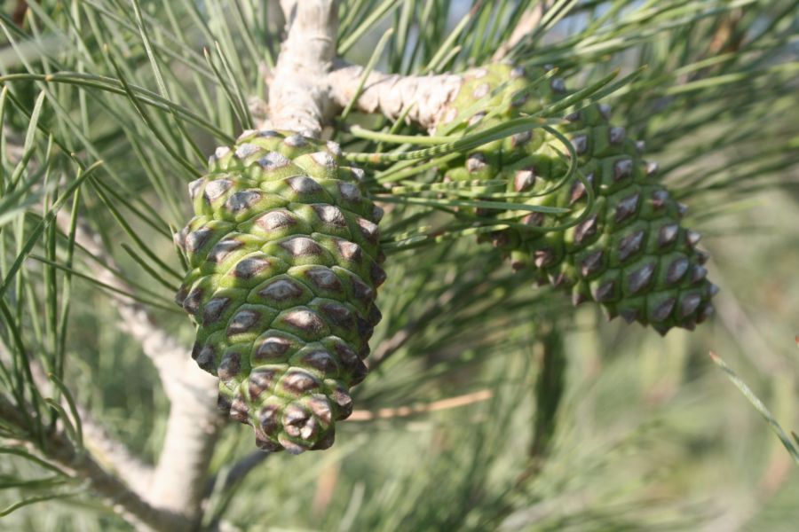 Pinus_halepensis_7.JPG