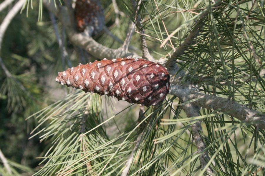 Pinus_halepensis_8.JPG