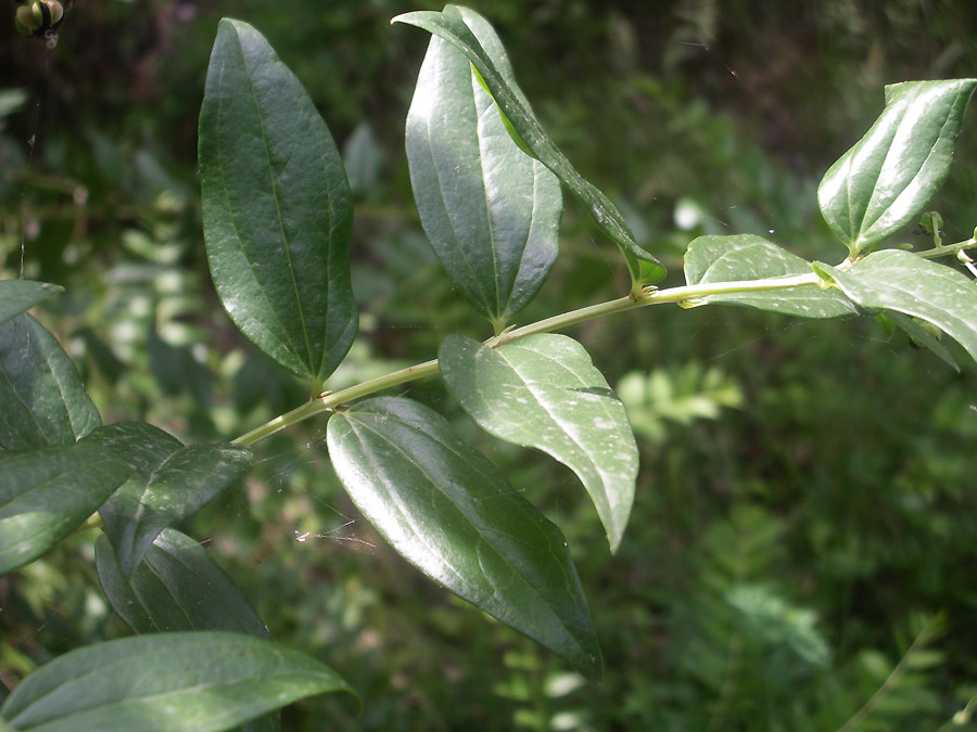 <i>Coriaria myrtifolia</i> L.