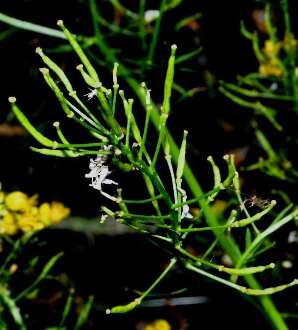 <i>Rorippa sylvestris</i> (L.) Besser subsp. <i>sylvestris</i>