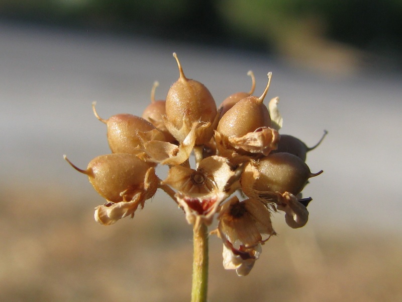 <i>Lotus dorycnium</i> L. subsp. <i>herbaceus</i> (Vill.) Kramina & D.D. Sokoloff