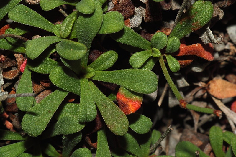<i>Limonium morisianum</i> Arrigoni