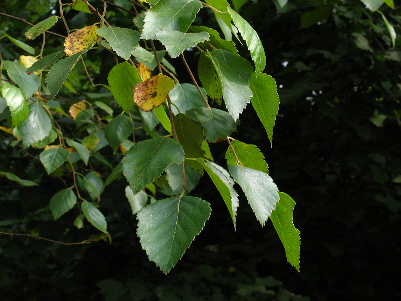 Betula pubescens Ehrh. (2).jpg