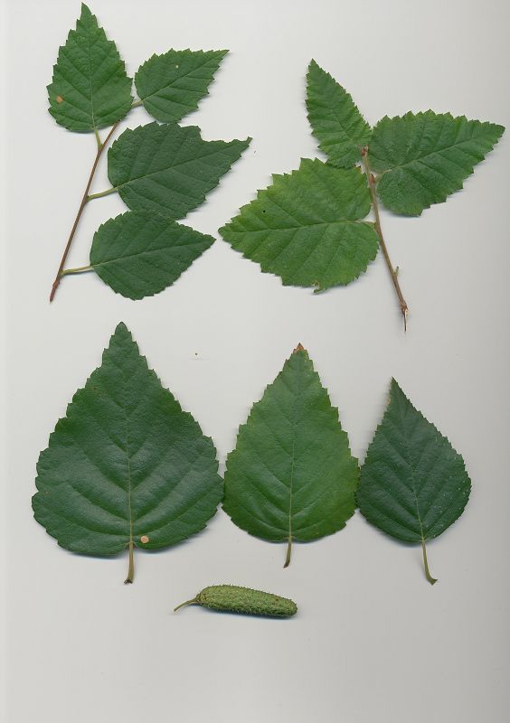 <i>Betula pubescens</i> Ehrh.
