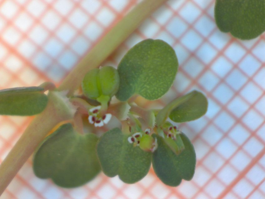 <i>Euphorbia serpens</i> Kunth