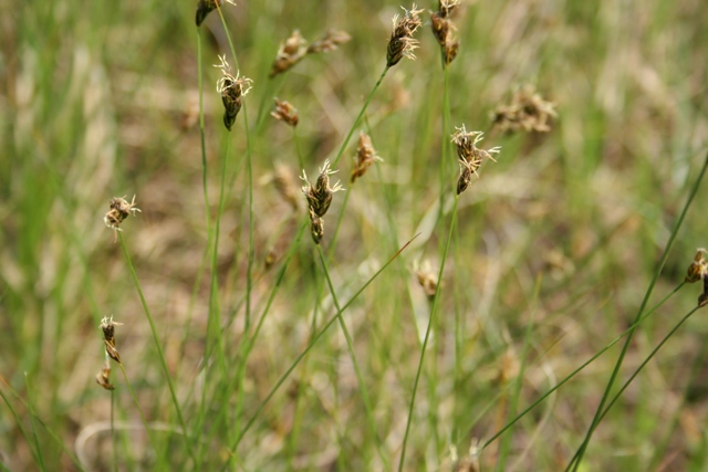 Carex praecox 234.jpg
