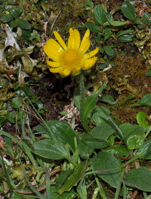 <i>Doronicum glaciale</i> (Wulfen) Nyman subsp. <i>glaciale</i>