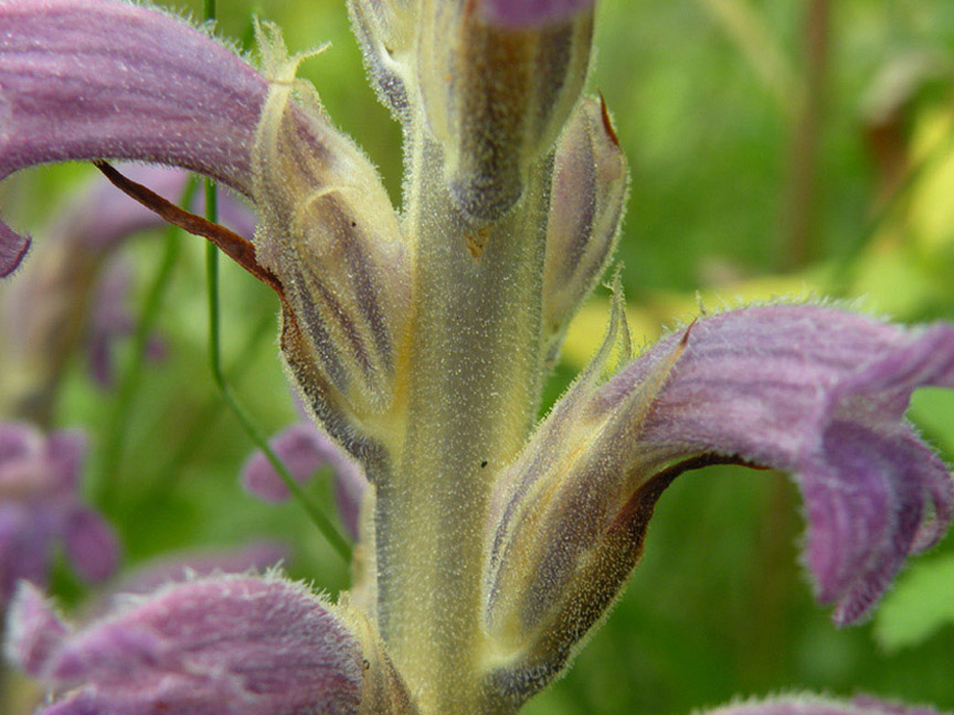<i>Phelipanche purpurea</i> (Jacq.) Soják