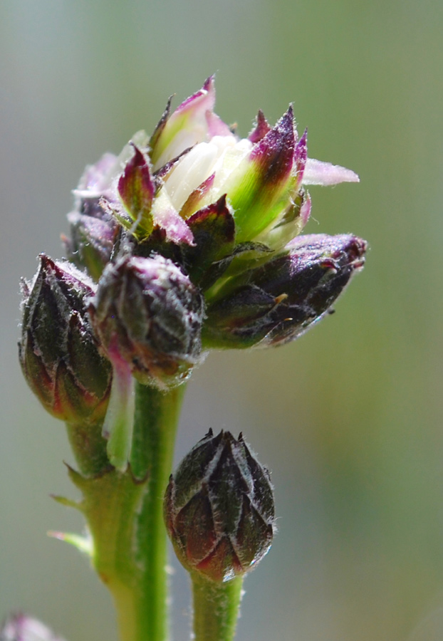 <i>Serratula tinctoria</i> L. subsp. <i>monticola</i> (Boreau) Berher