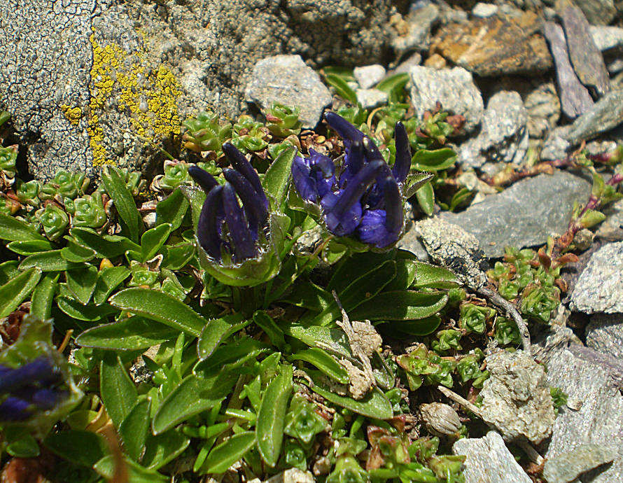 <i>Phyteuma globulariifolium</i> Sternb. & Hoppe