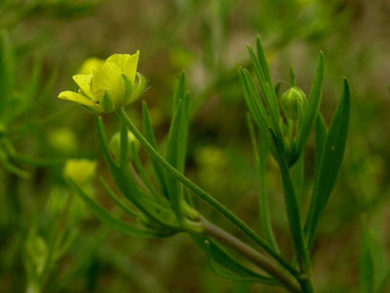<i>Ranunculus palaeoeuganeus</i> Pignatti