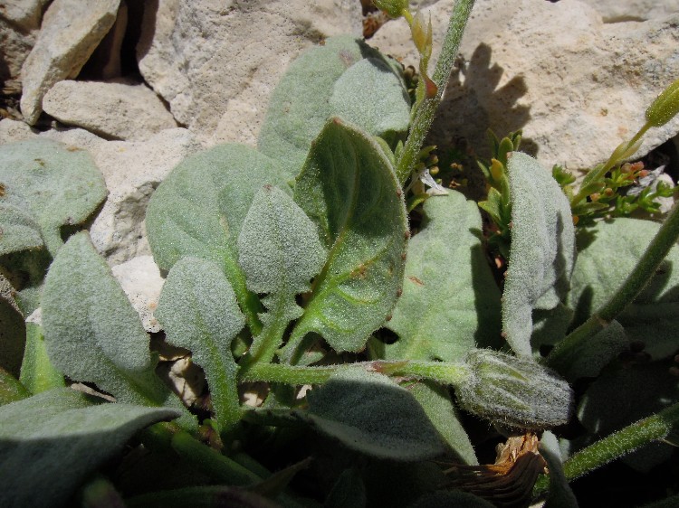 <i>Crepis pygmaea</i> L.