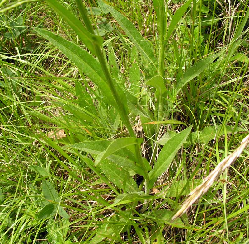 <i>Cirsium pannonicum</i> (L.f.) Link