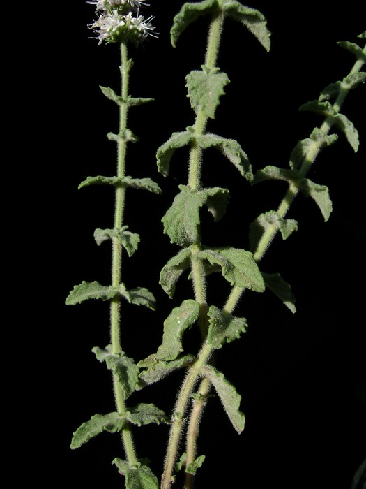 <i>Mentha microphylla</i> K.Koch