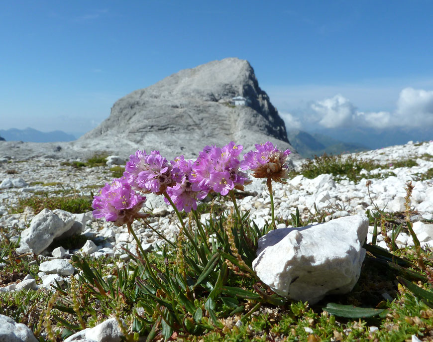 <i>Armeria alpina</i> Willd.