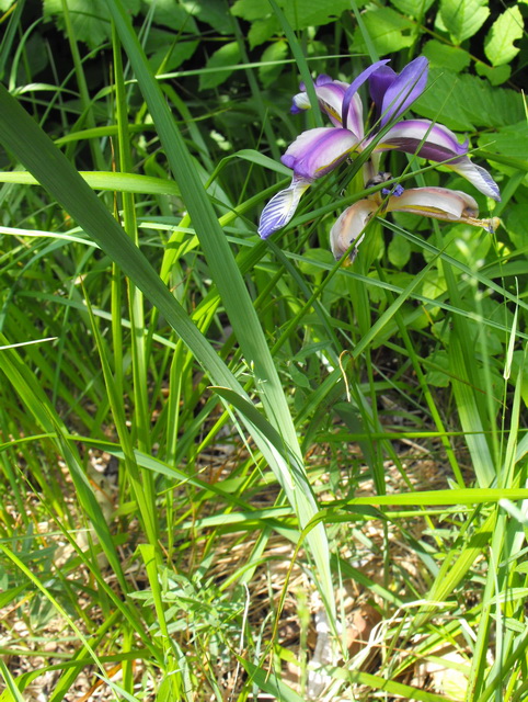 10 - Iris sibirica o graminea.jpg