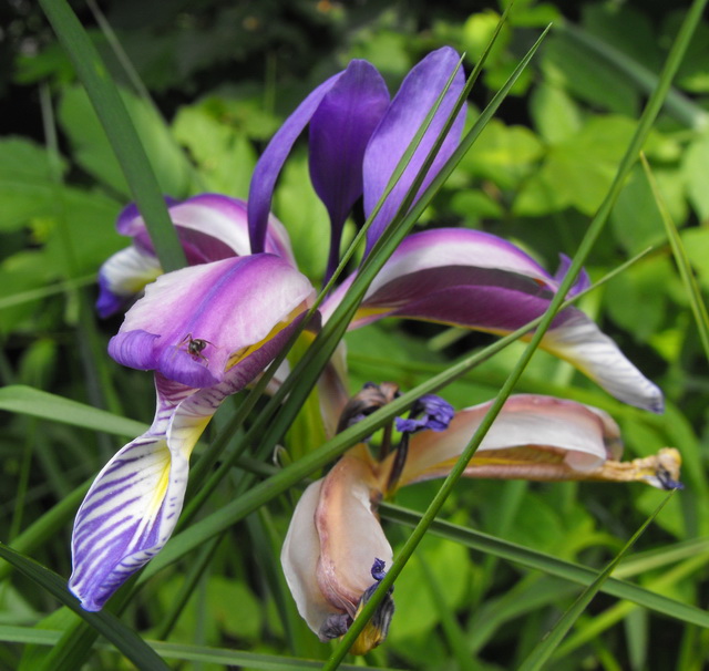 11 - Iris sibirica o graminea.jpg