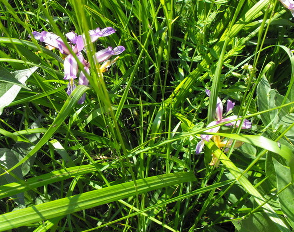 12 - Iris sibirica o graminea.jpg