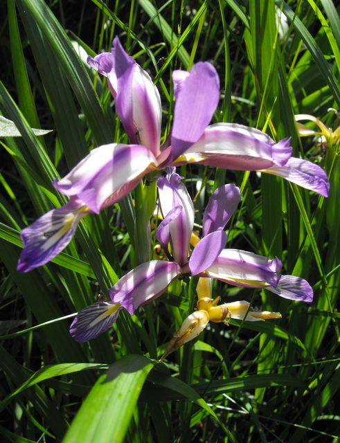 13 - Iris sibirica o graminea.jpg