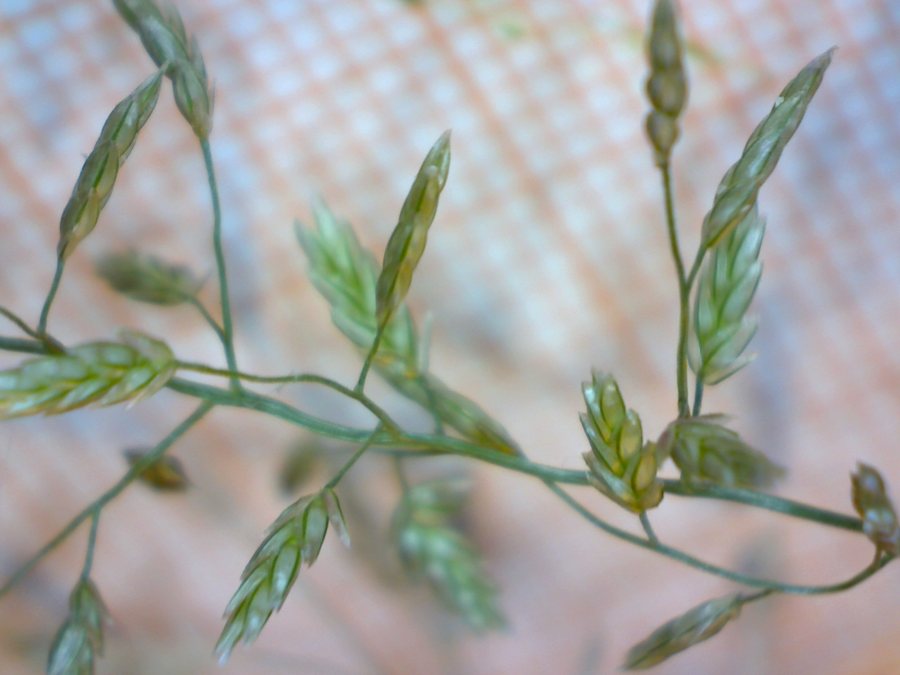 <i>Eragrostis minor</i> Host subsp. <i>minor</i>